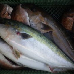 淡路じゃのひれフィッシングパーク 釣果