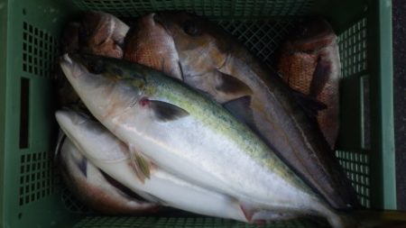淡路じゃのひれフィッシングパーク 釣果