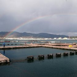 淡路じゃのひれフィッシングパーク 釣果