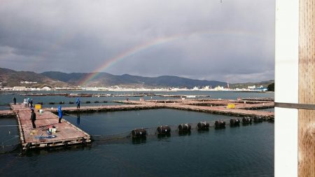 淡路じゃのひれフィッシングパーク 釣果