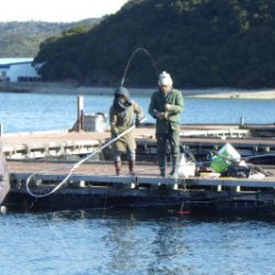 淡路じゃのひれフィッシングパーク 釣果