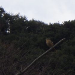 淡路じゃのひれフィッシングパーク 釣果