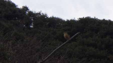 淡路じゃのひれフィッシングパーク 釣果