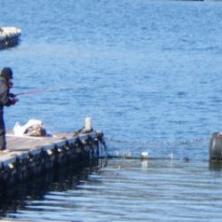 淡路じゃのひれフィッシングパーク 釣果