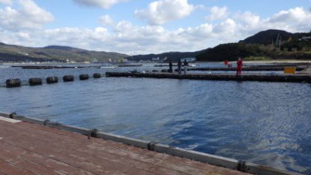 淡路じゃのひれフィッシングパーク 釣果