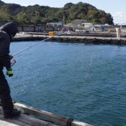 淡路じゃのひれフィッシングパーク 釣果