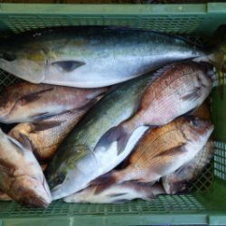 淡路じゃのひれフィッシングパーク 釣果