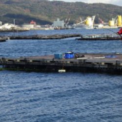 淡路じゃのひれフィッシングパーク 釣果