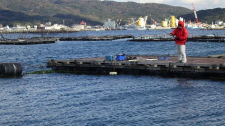 淡路じゃのひれフィッシングパーク 釣果