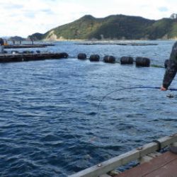淡路じゃのひれフィッシングパーク 釣果