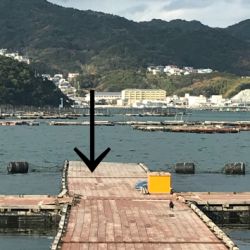 淡路じゃのひれフィッシングパーク 釣果