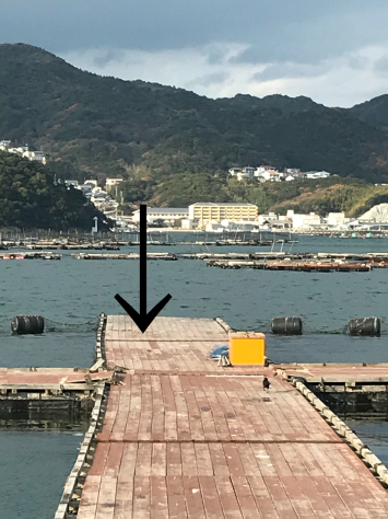 淡路じゃのひれフィッシングパーク 釣果