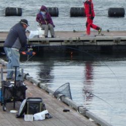 淡路じゃのひれフィッシングパーク 釣果