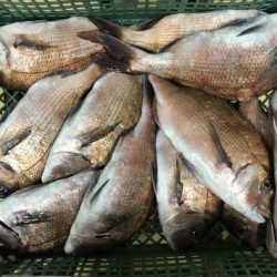 淡路じゃのひれフィッシングパーク 釣果