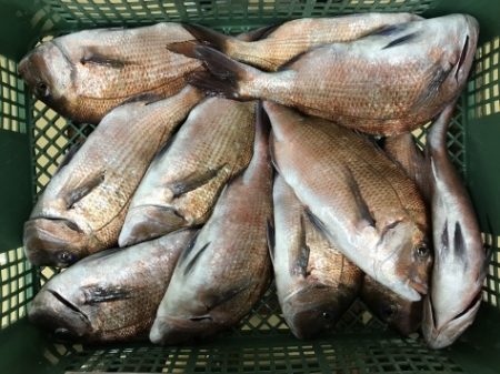 淡路じゃのひれフィッシングパーク 釣果