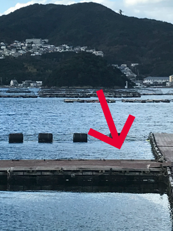 淡路じゃのひれフィッシングパーク 釣果