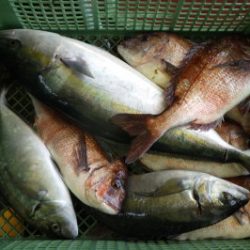 淡路じゃのひれフィッシングパーク 釣果