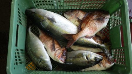 淡路じゃのひれフィッシングパーク 釣果