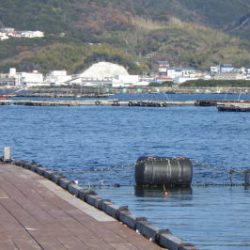 淡路じゃのひれフィッシングパーク 釣果