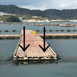 淡路じゃのひれフィッシングパーク 釣果