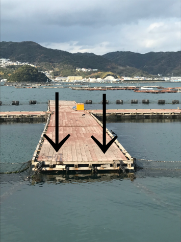 淡路じゃのひれフィッシングパーク 釣果