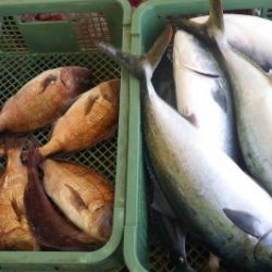 淡路じゃのひれフィッシングパーク 釣果