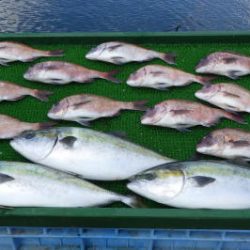淡路じゃのひれフィッシングパーク 釣果