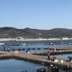 淡路じゃのひれフィッシングパーク 釣果