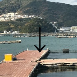 淡路じゃのひれフィッシングパーク 釣果