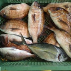 淡路じゃのひれフィッシングパーク 釣果