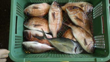 淡路じゃのひれフィッシングパーク 釣果