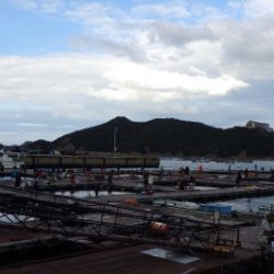 淡路じゃのひれフィッシングパーク 釣果