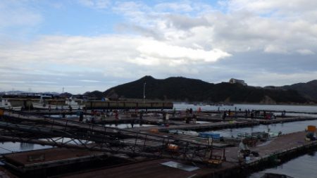 淡路じゃのひれフィッシングパーク 釣果