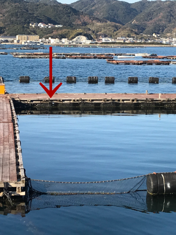 淡路じゃのひれフィッシングパーク 釣果