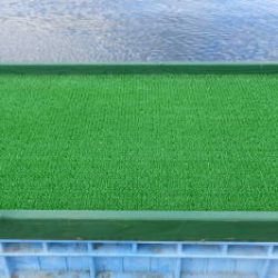 淡路じゃのひれフィッシングパーク 釣果