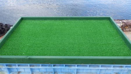 淡路じゃのひれフィッシングパーク 釣果