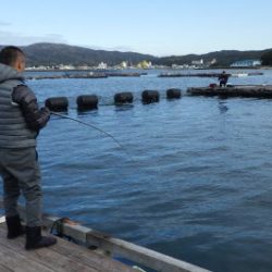 淡路じゃのひれフィッシングパーク 釣果