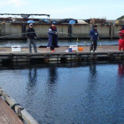 淡路じゃのひれフィッシングパーク 釣果