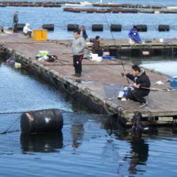 淡路じゃのひれフィッシングパーク 釣果
