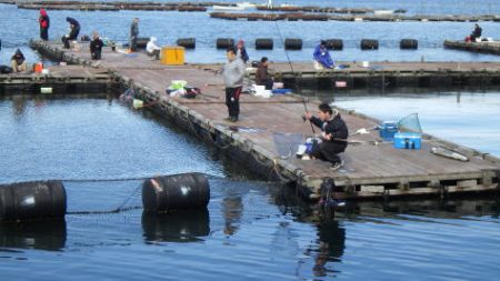 淡路じゃのひれフィッシングパーク 釣果