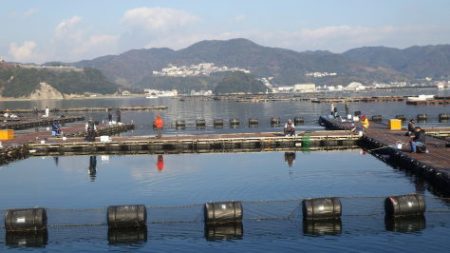 淡路じゃのひれフィッシングパーク 釣果