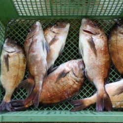 淡路じゃのひれフィッシングパーク 釣果