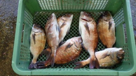 淡路じゃのひれフィッシングパーク 釣果