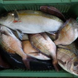 淡路じゃのひれフィッシングパーク 釣果