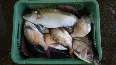 淡路じゃのひれフィッシングパーク 釣果