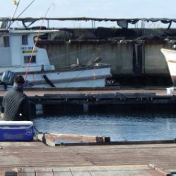 淡路じゃのひれフィッシングパーク 釣果
