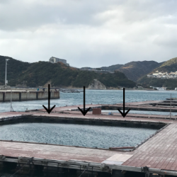 淡路じゃのひれフィッシングパーク 釣果