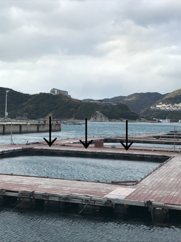 淡路じゃのひれフィッシングパーク 釣果