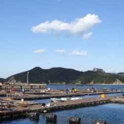 淡路じゃのひれフィッシングパーク 釣果