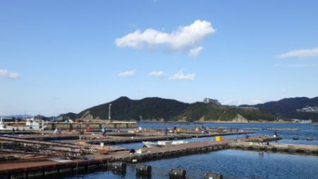 淡路じゃのひれフィッシングパーク 釣果